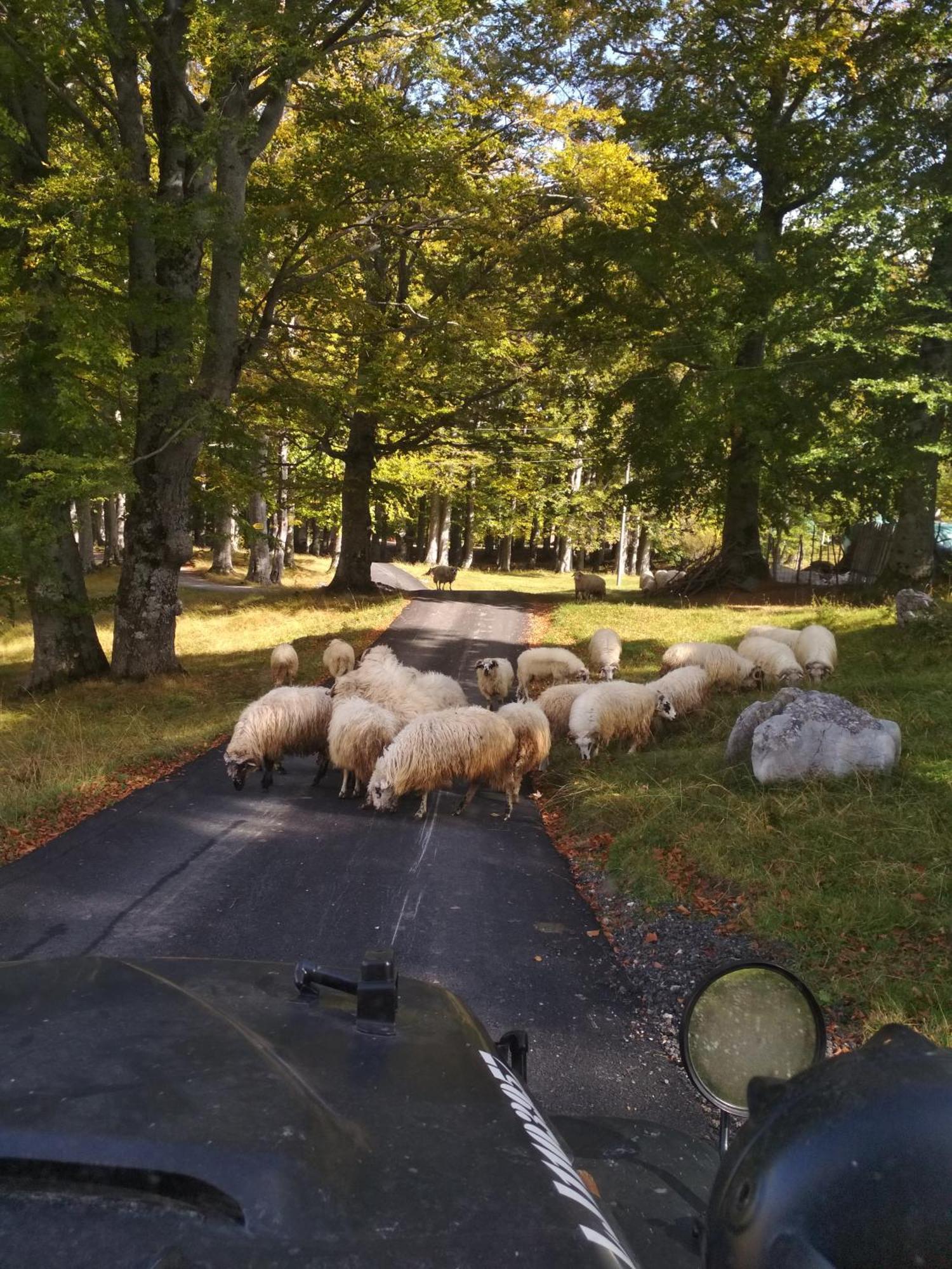 Chalet Kovacevic Žabljak Dış mekan fotoğraf